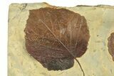 Plate with Two Fossil Leaves (Two Species) - Montana #270990-2